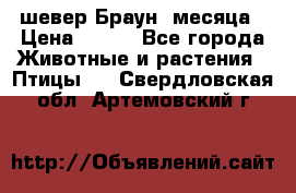 шевер Браун 2месяца › Цена ­ 200 - Все города Животные и растения » Птицы   . Свердловская обл.,Артемовский г.